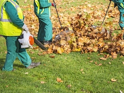 Yard Clean Up